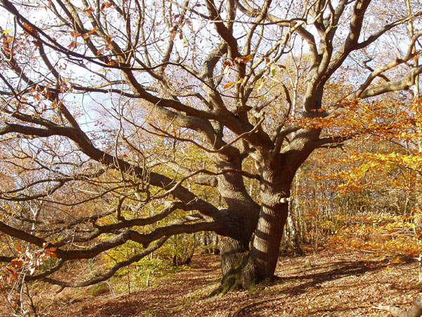 Seal woodland