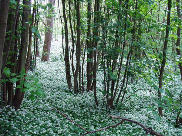 Woodland in Seal