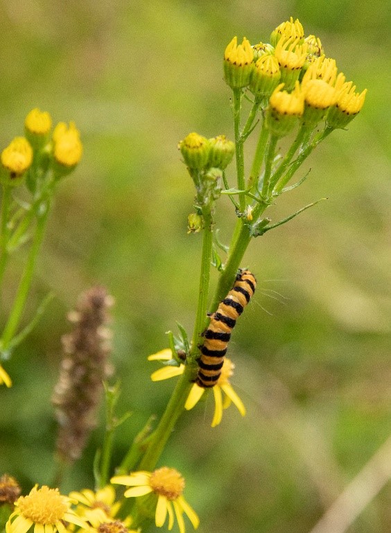 Caterpillar